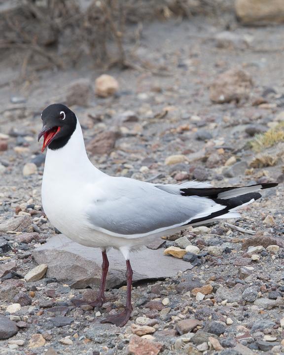 Andean Gull Photo by Robert Lewis
