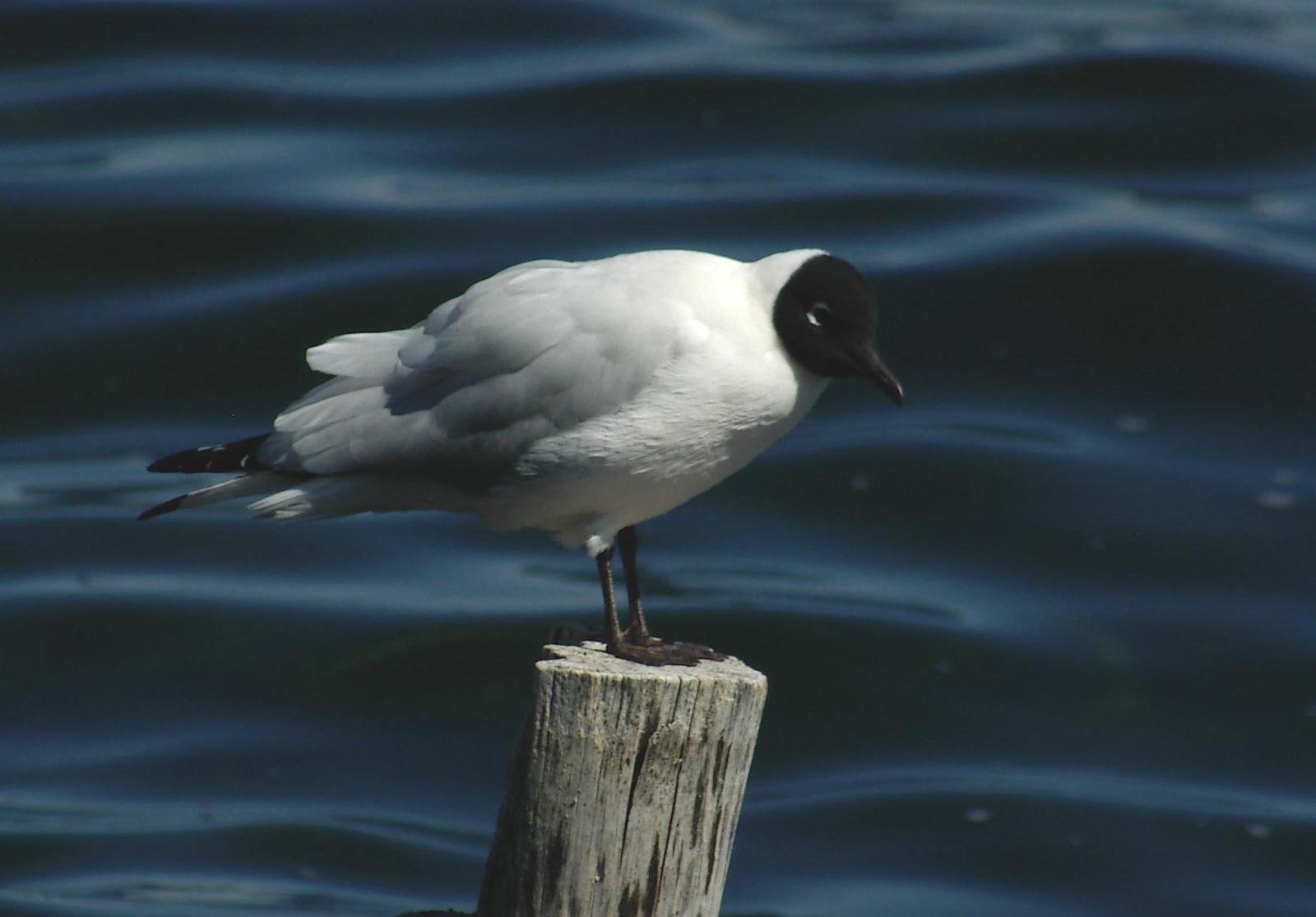 Andean Gull Photo by Kent Jensen