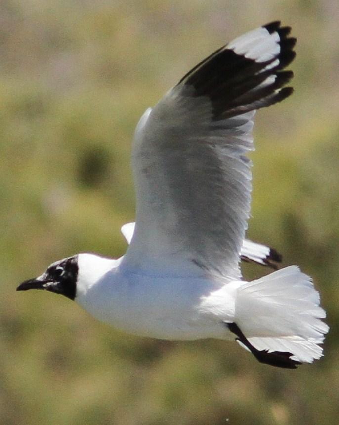 Andean Gull Photo by Marcelo Padua