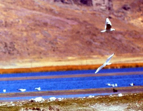 Andean Gull Photo by Dan Tallman