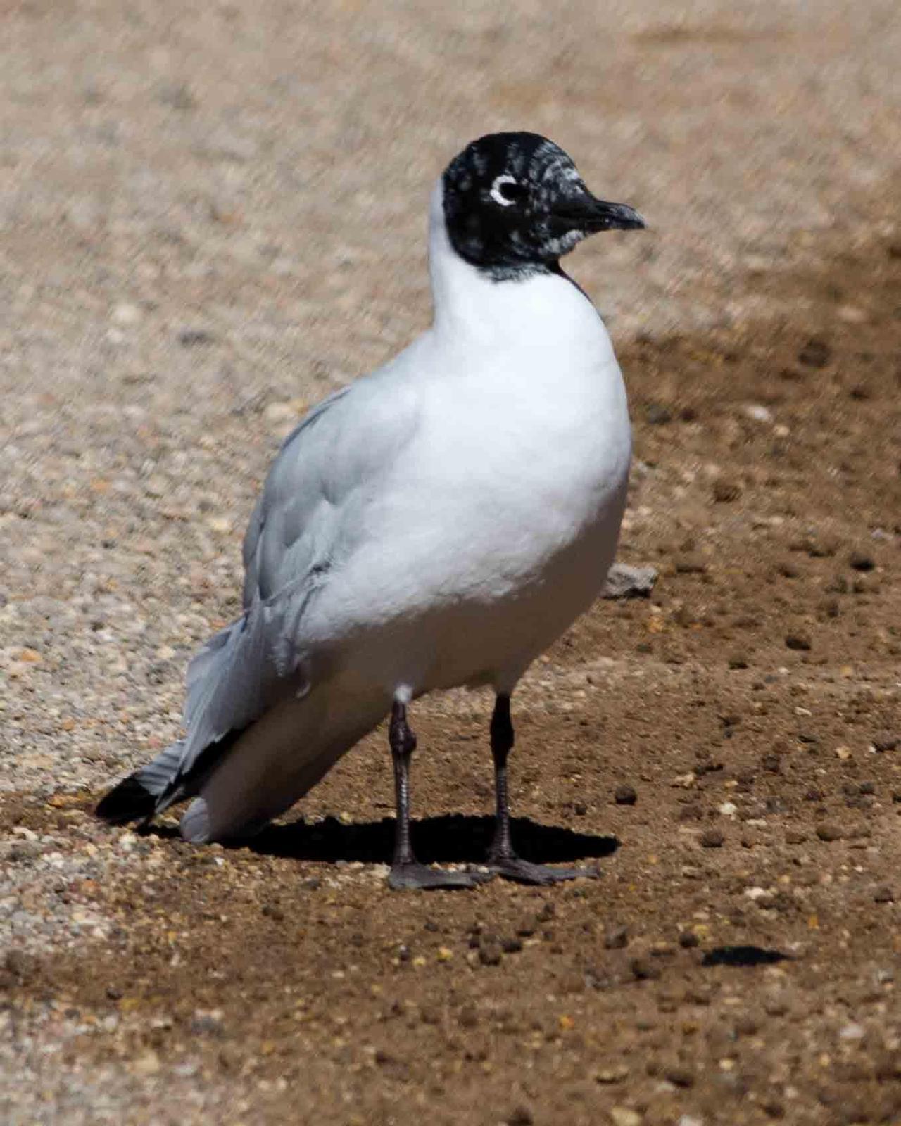 Andean Gull Photo by Bob Hasenick