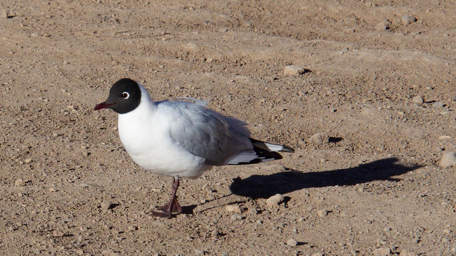 Andean Gull Photo by Susan Leverton