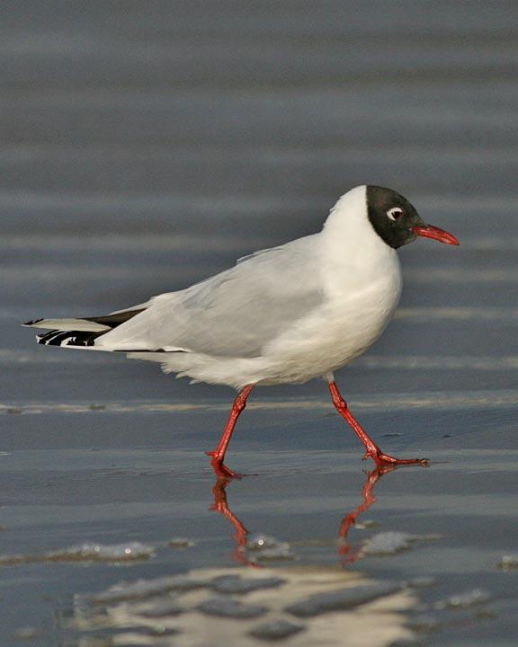 Brown-hooded Gull Photo by Peter Boesman
