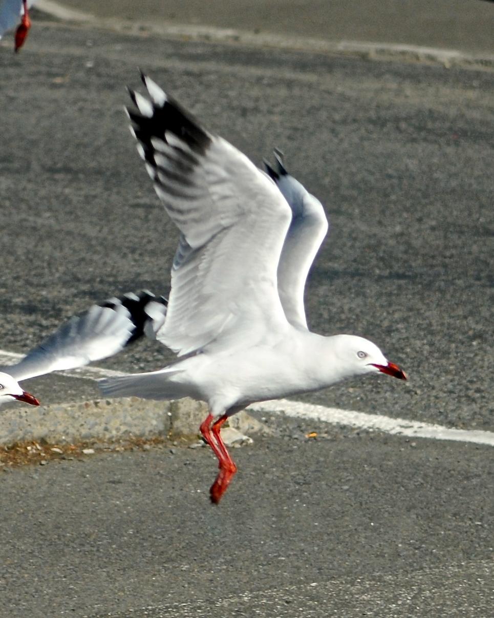 Silver Gull (Red-billed) Photo by Gerald Friesen
