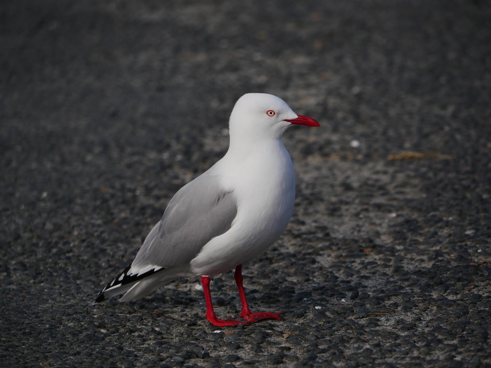 Silver Gull (Red-billed) Photo by Peter Lowe