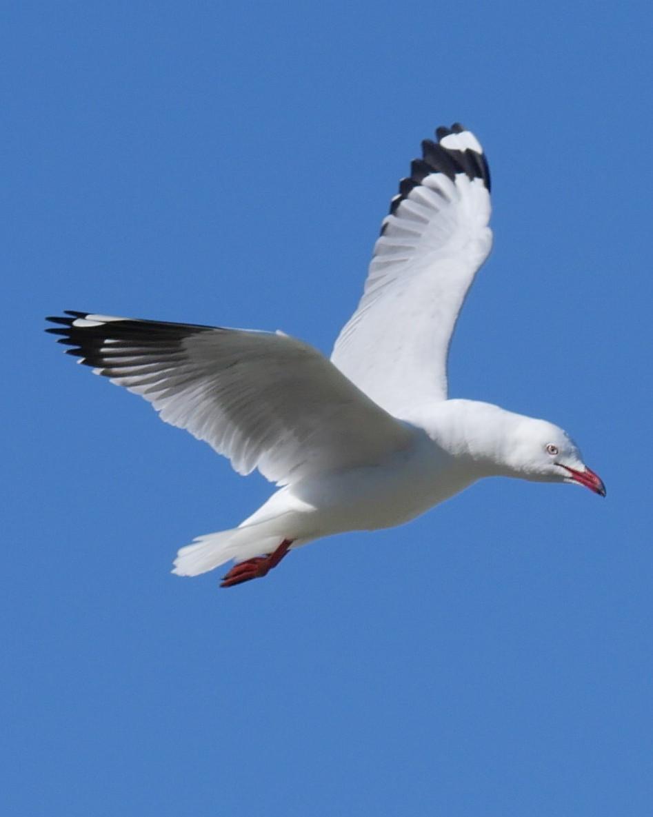 Silver Gull (Silver) Photo by Peter Lowe