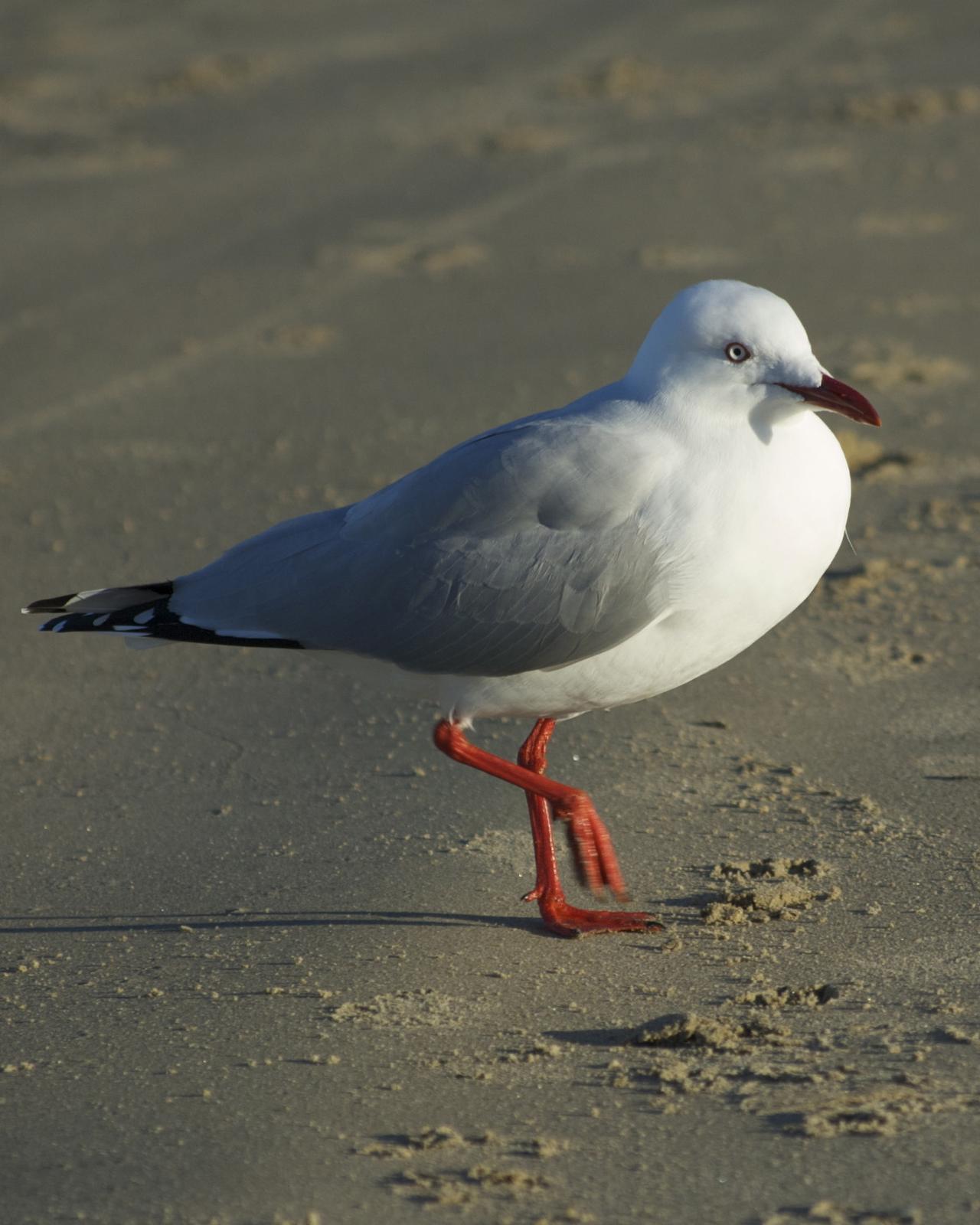 Silver Gull (Silver) Photo by Jonathan Bent