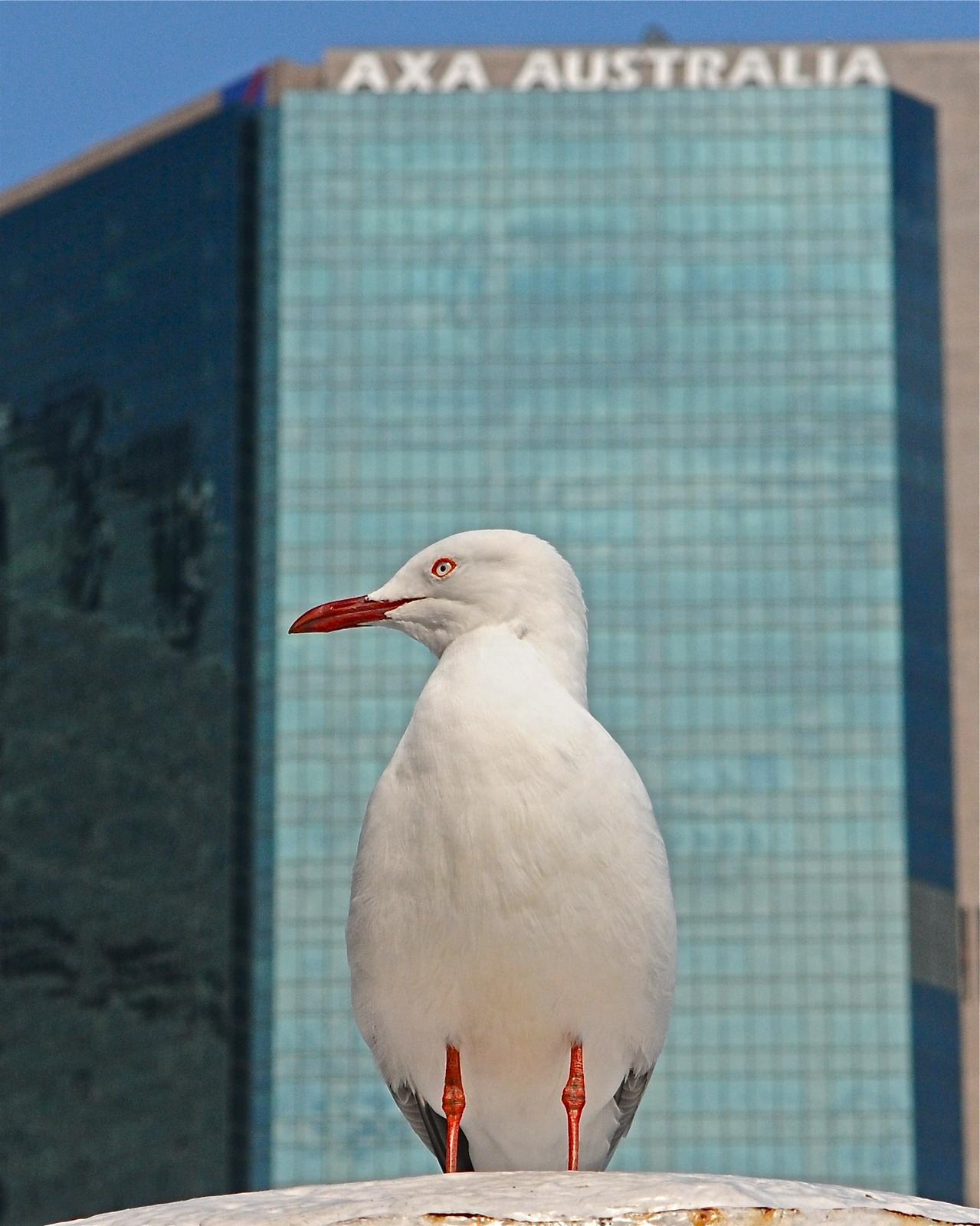 Silver Gull (Silver) Photo by Gerald Friesen