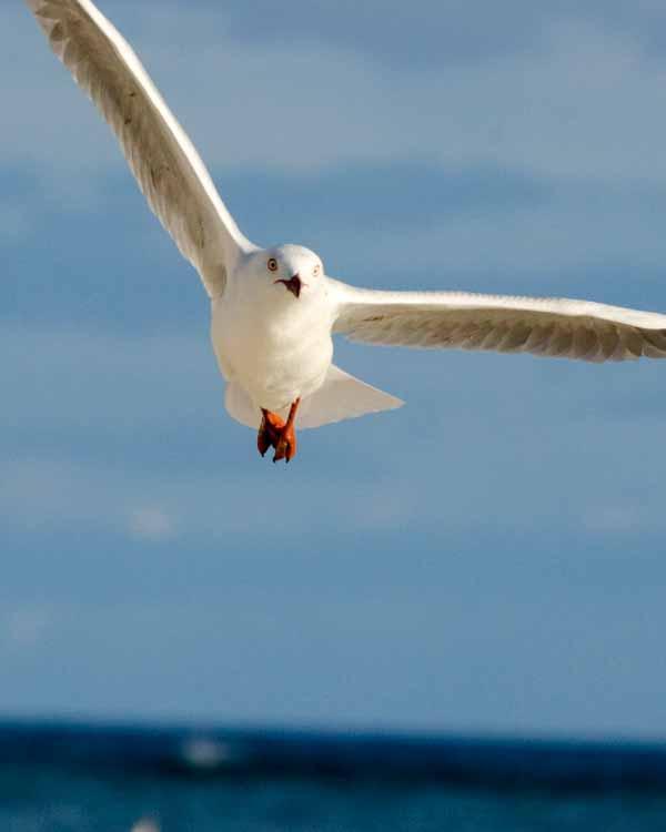Silver Gull (Silver) Photo by Bob Hasenick