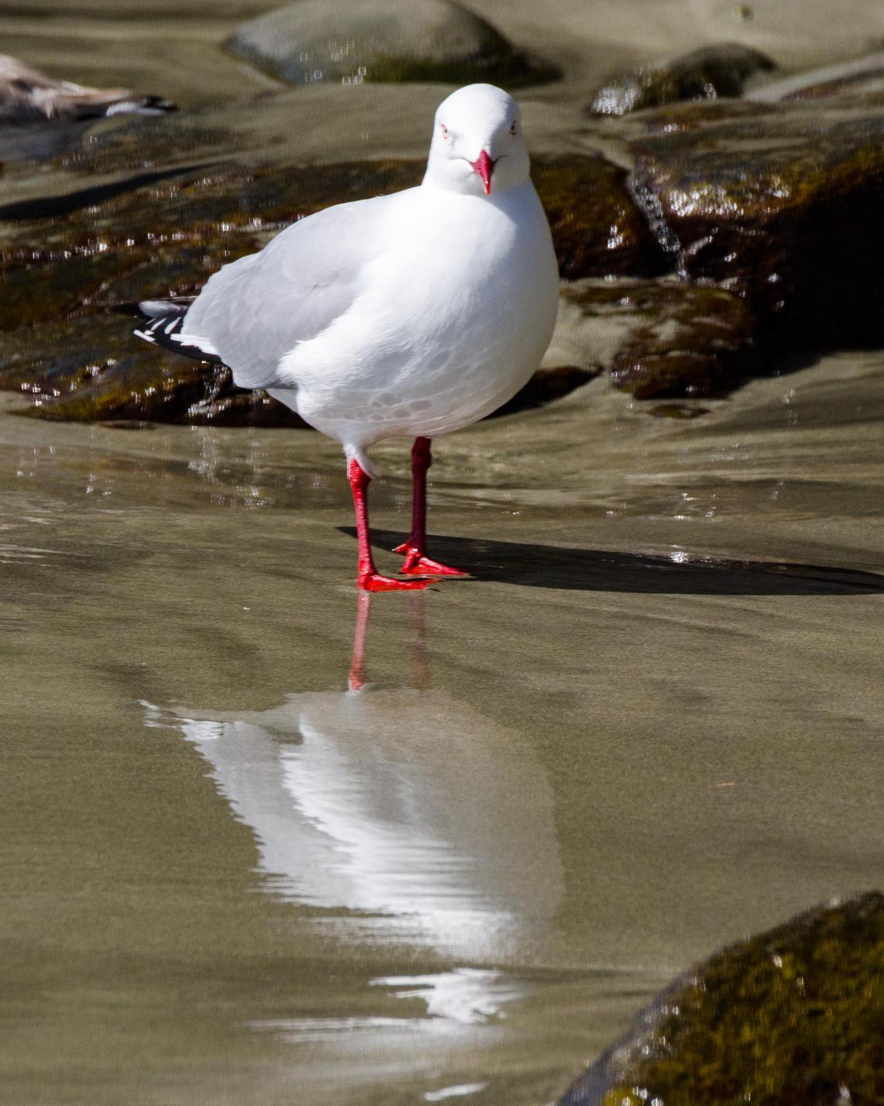 Silver Gull (Silver) Photo by Bob Hasenick