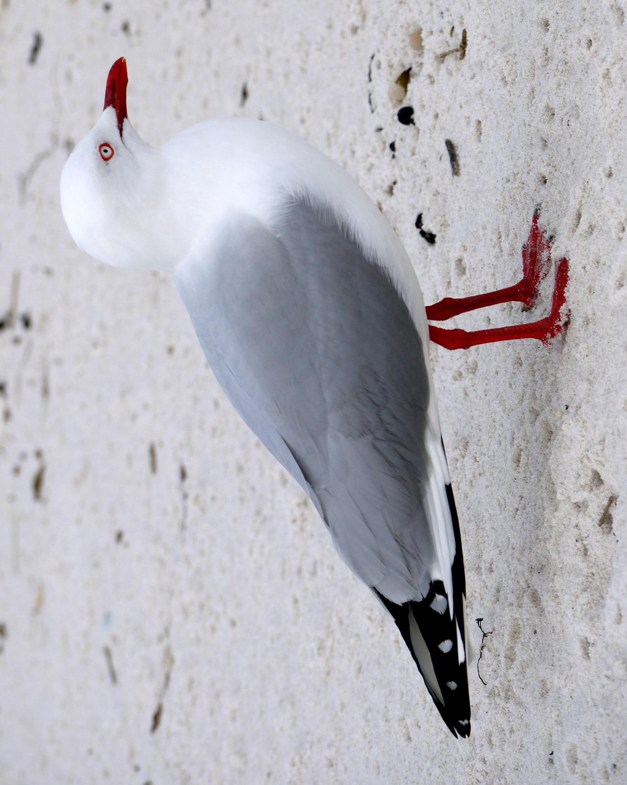 Silver Gull (Silver) Photo by Peter Lowe