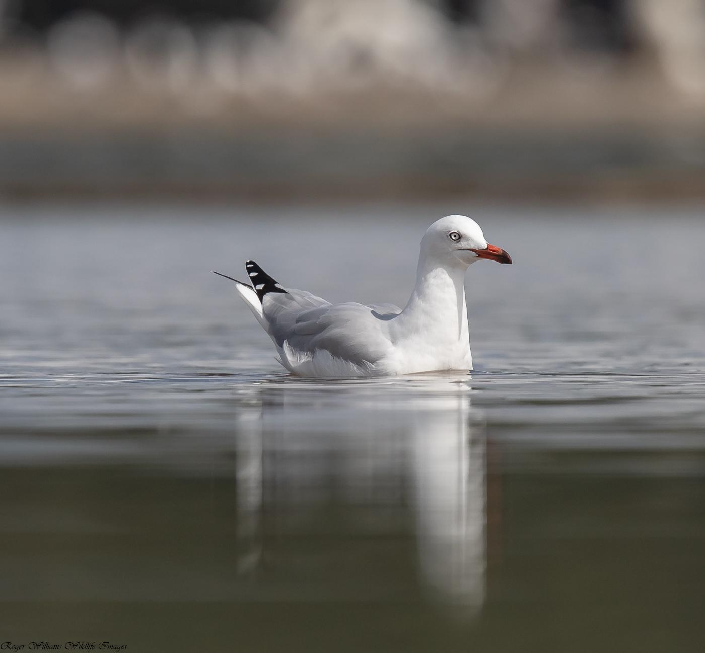 Silver Gull (Silver) Photo by Roger Williams