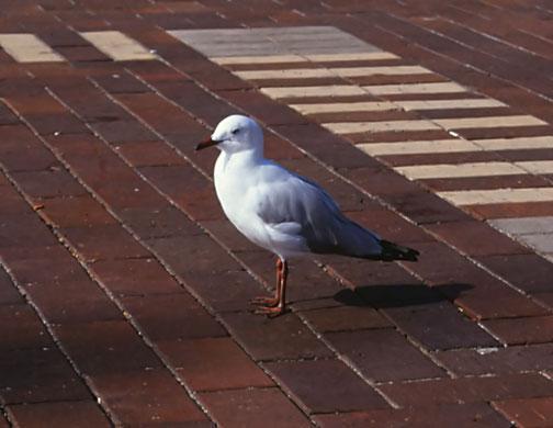 Silver Gull (Silver) Photo by Dan Tallman