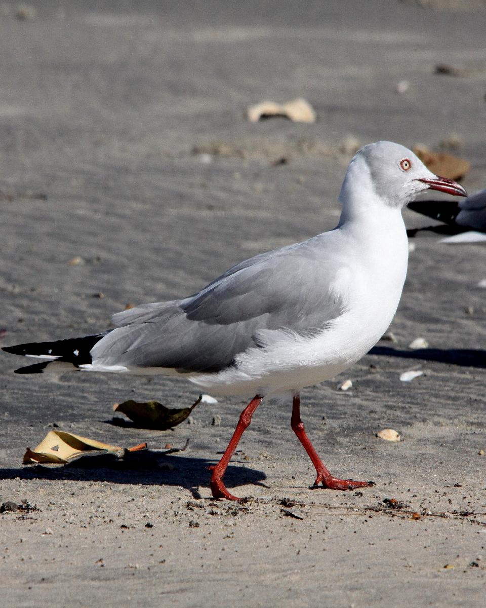Gray-hooded Gull Photo by Chris Lansdell