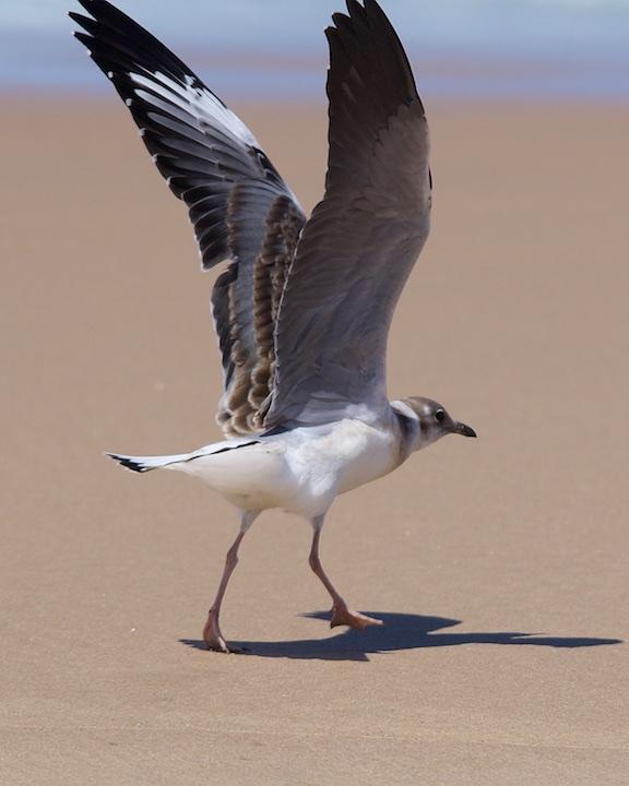 Gray-hooded Gull Photo by Denis Rivard