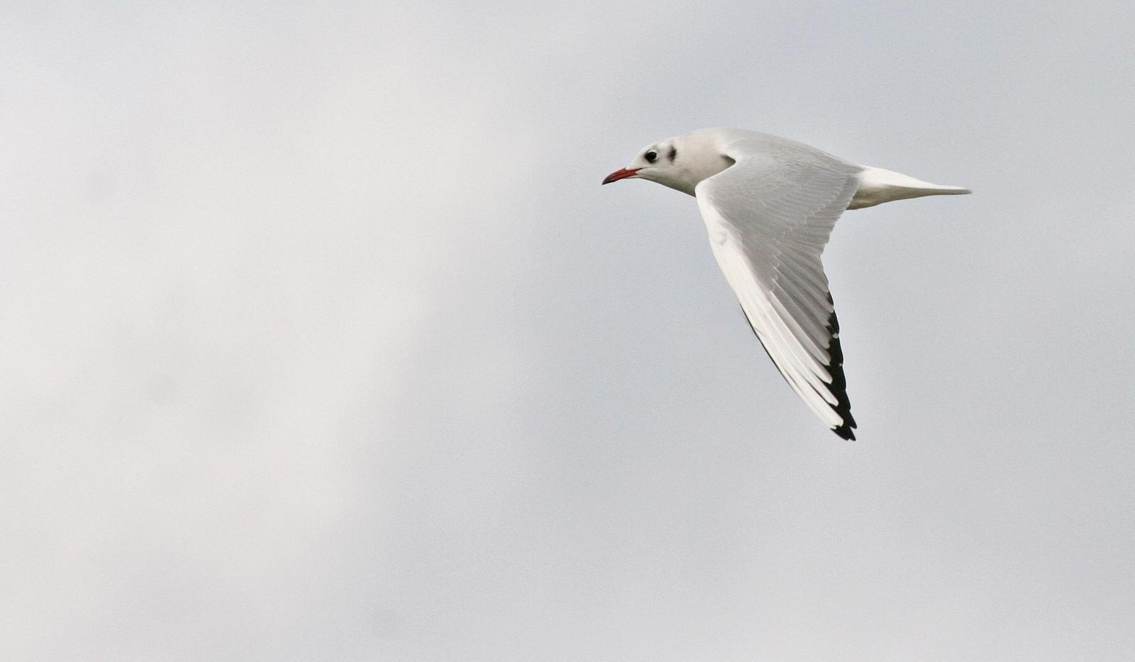 Black-headed Gull Photo by Andrew Theus