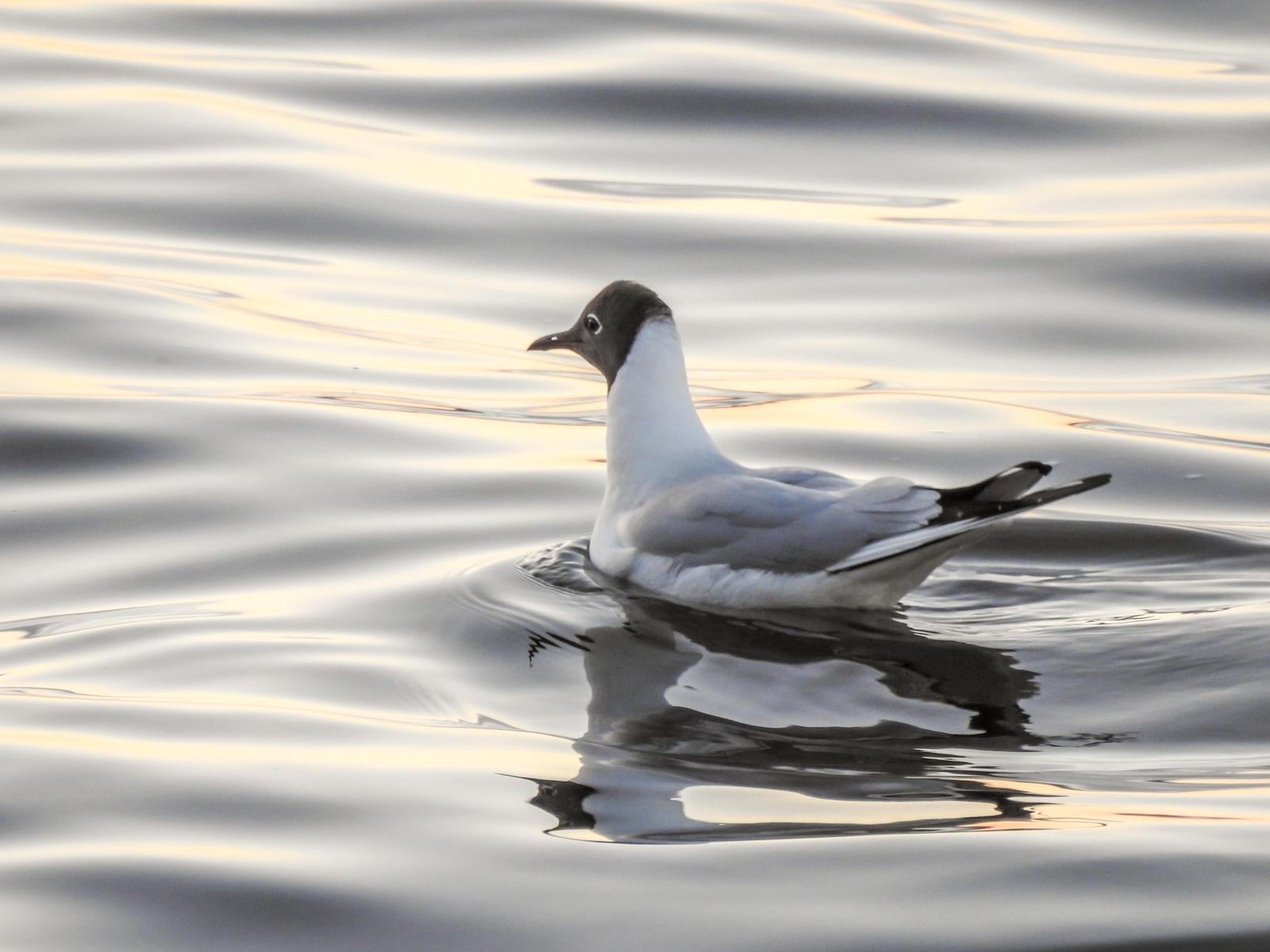 Black-headed Gull Photo by African Googre