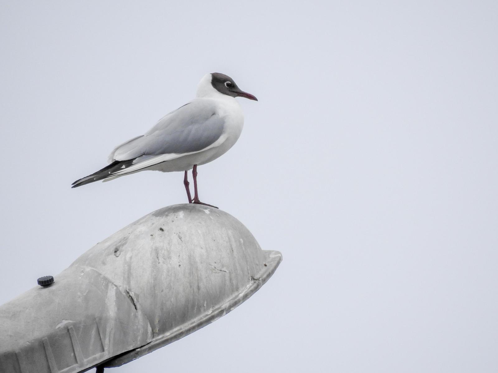 Black-headed Gull Photo by African Googre
