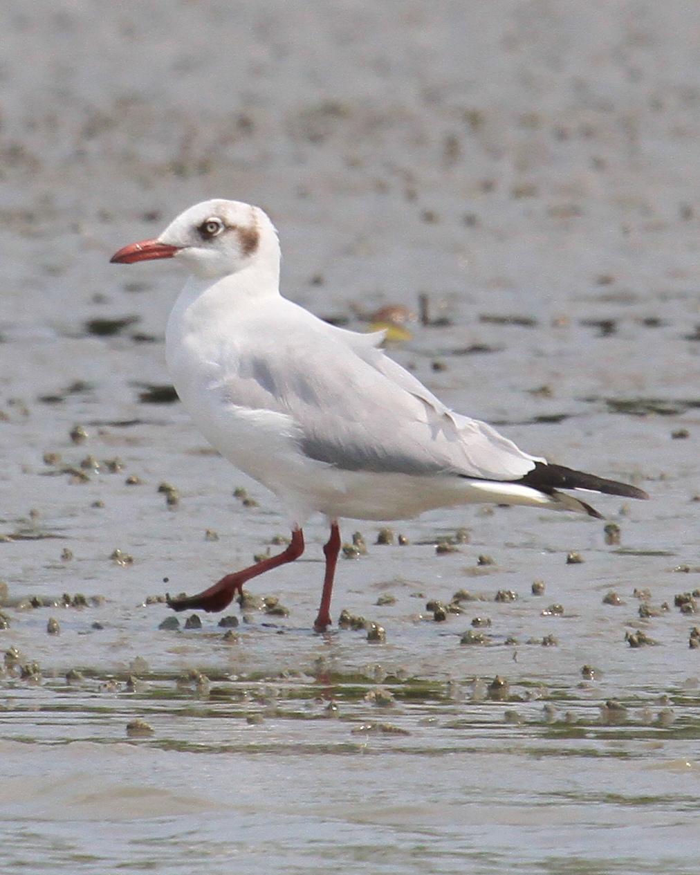 Brown-headed Gull Photo by Monte Taylor