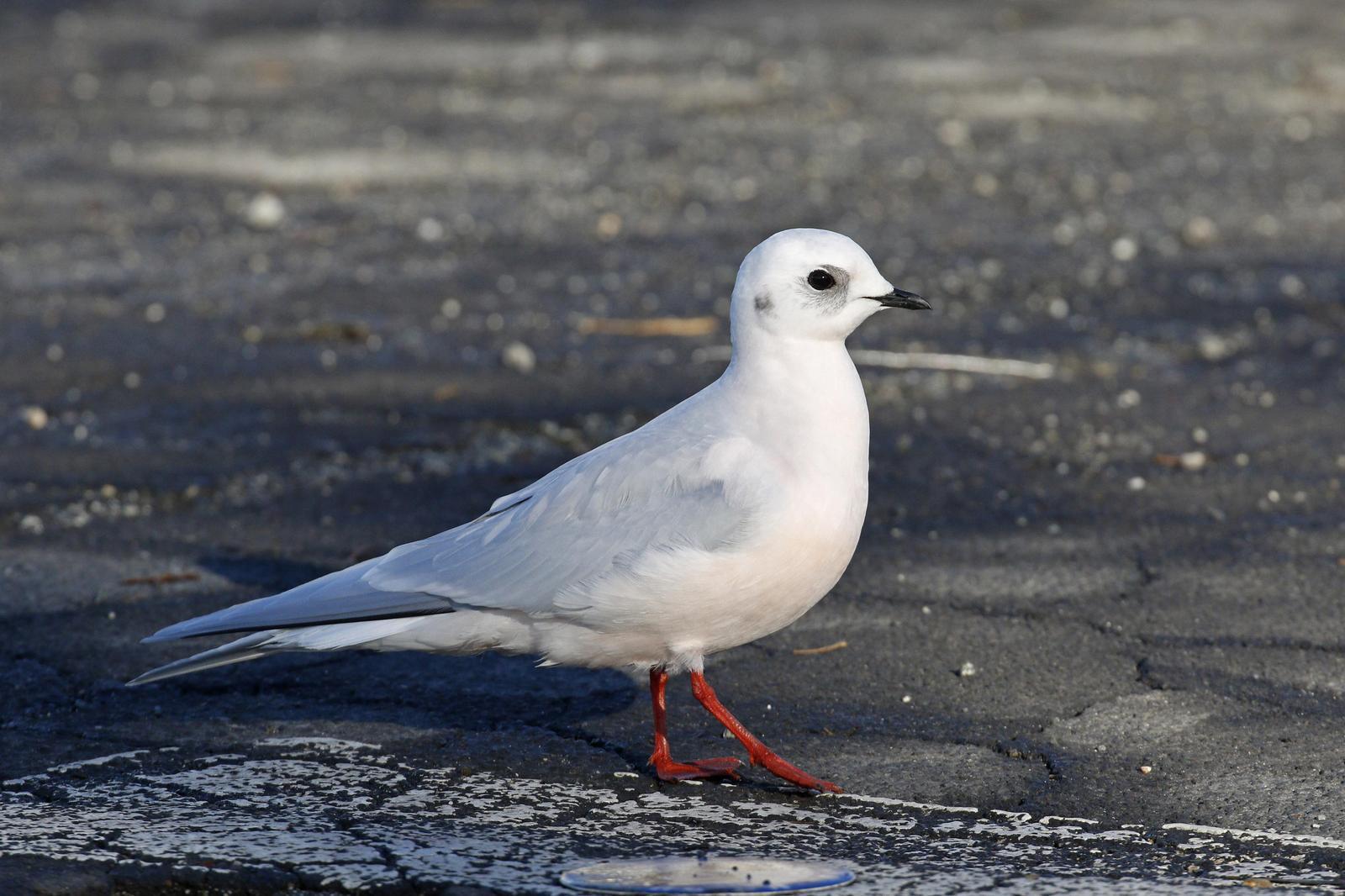 Ross's Gull Photo by Donna Pomeroy