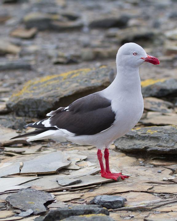 Dolphin Gull Photo by Robert Lewis
