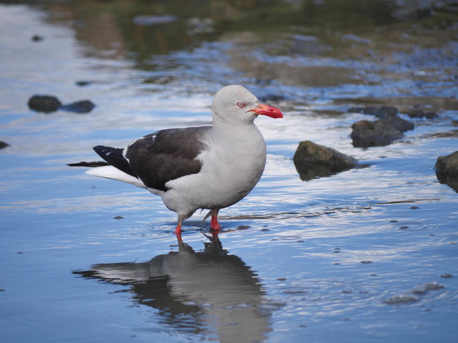 Dolphin Gull Photo by Peter Lowe