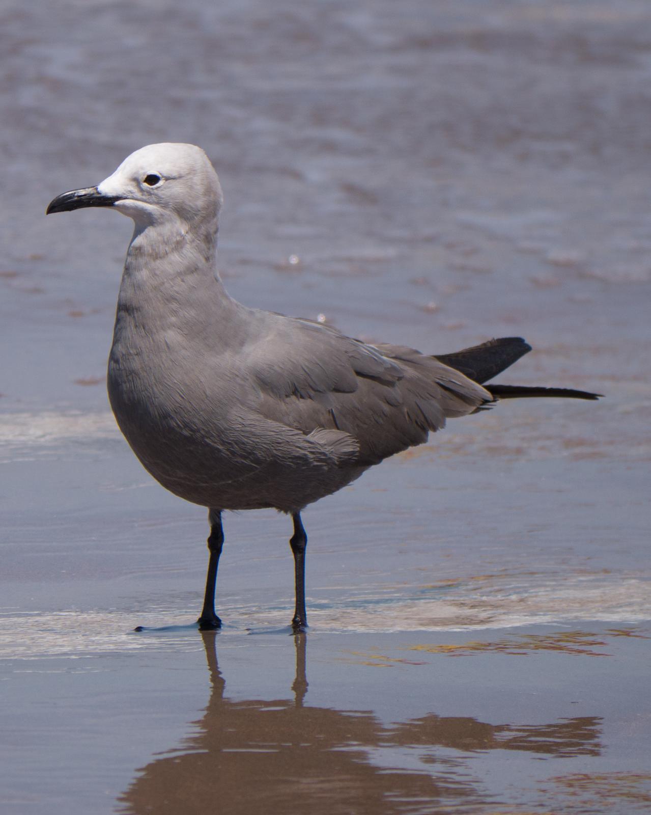 Gray Gull Photo by Randy Siebert