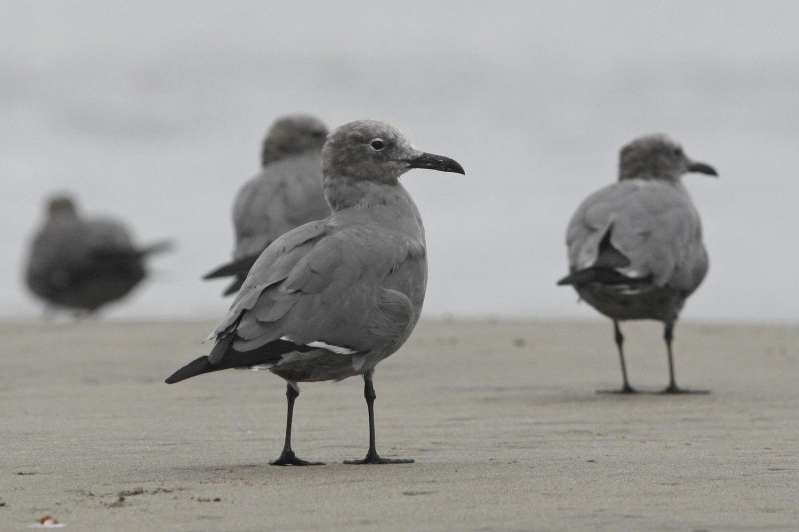 Gray Gull Photo by Oscar Johnson