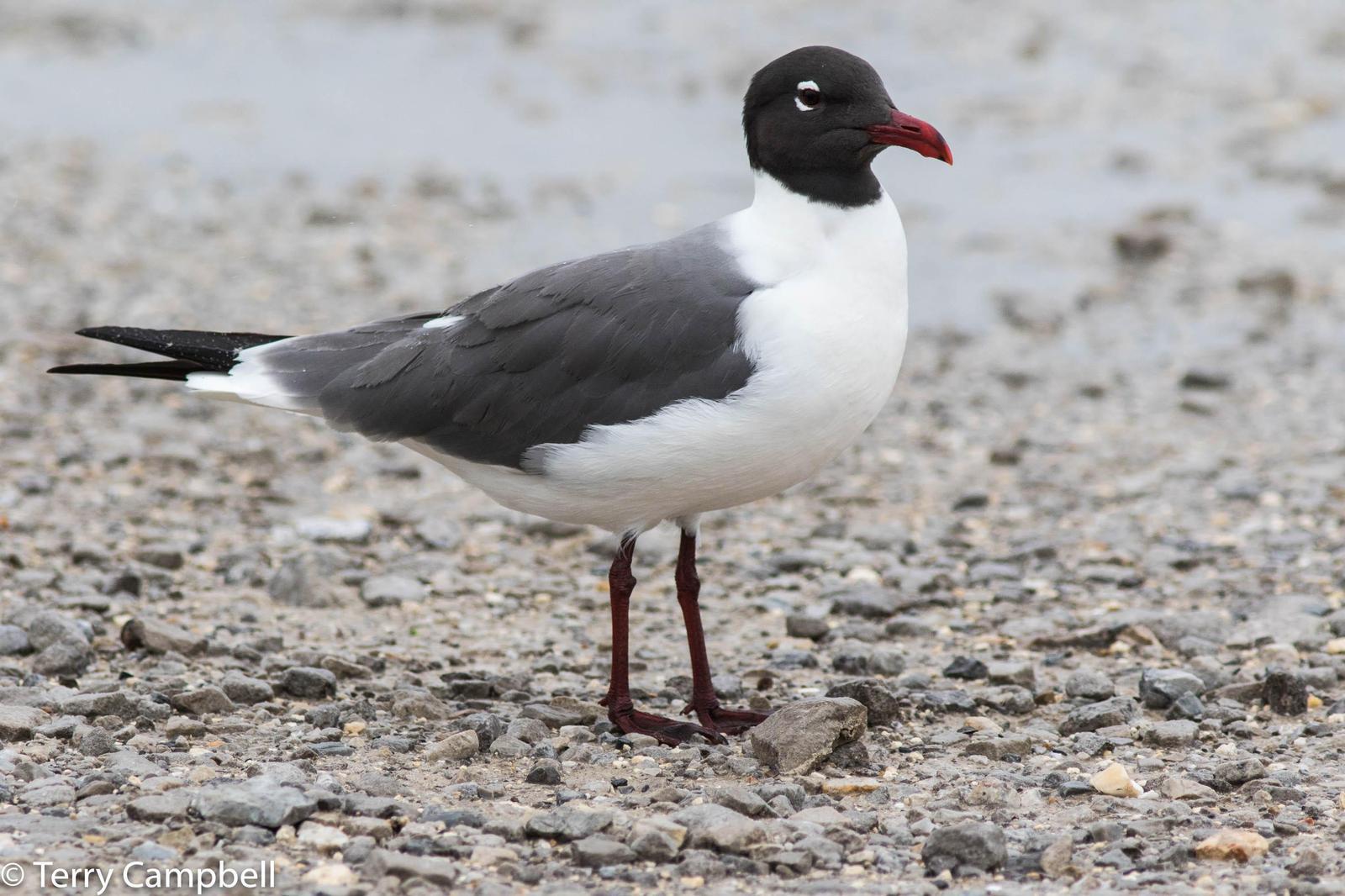 Laughing Gull Photo by Terry Campbell