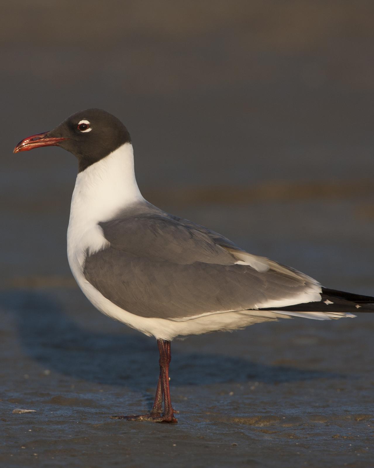 Laughing Gull Photo by Jeff Moore