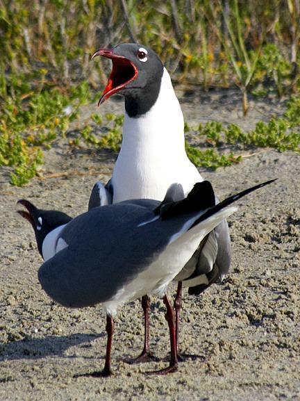 Laughing Gull Photo by Dan Tallman
