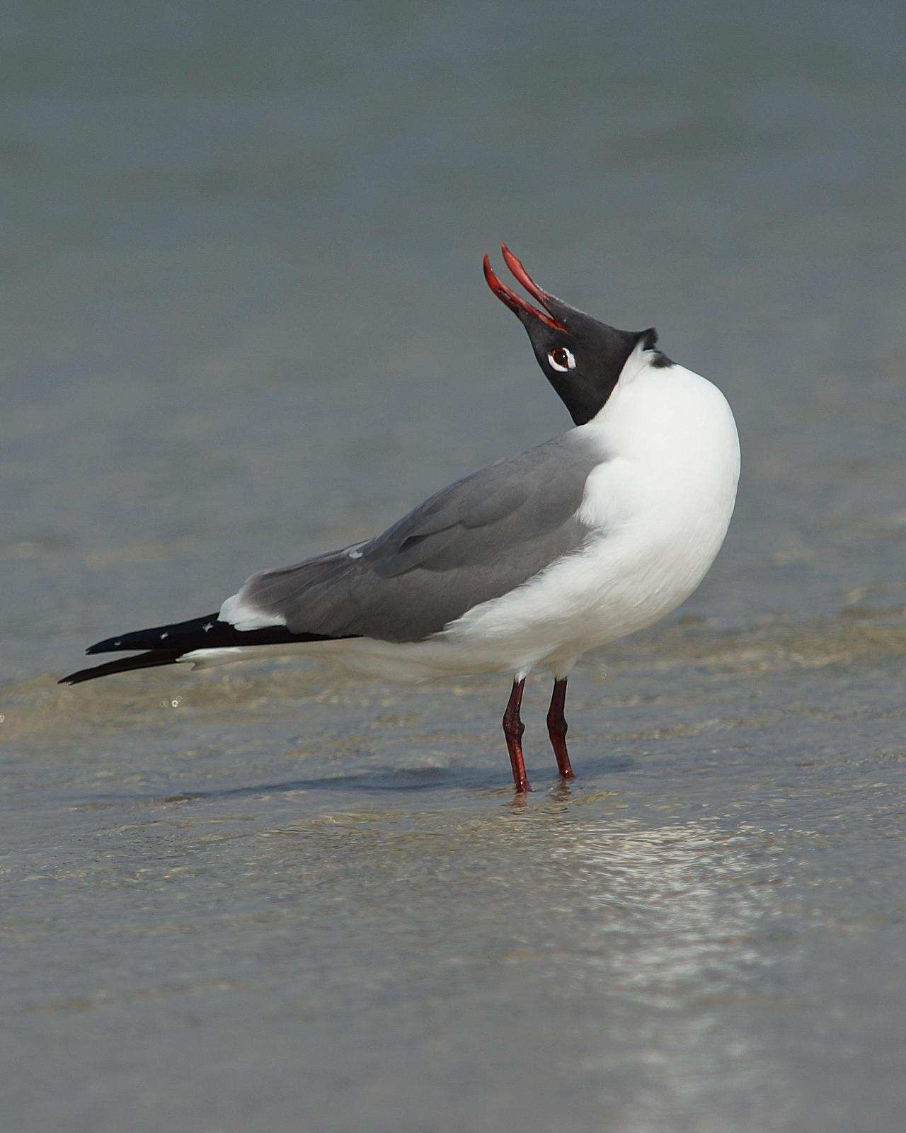 Laughing Gull Photo by Steve Percival
