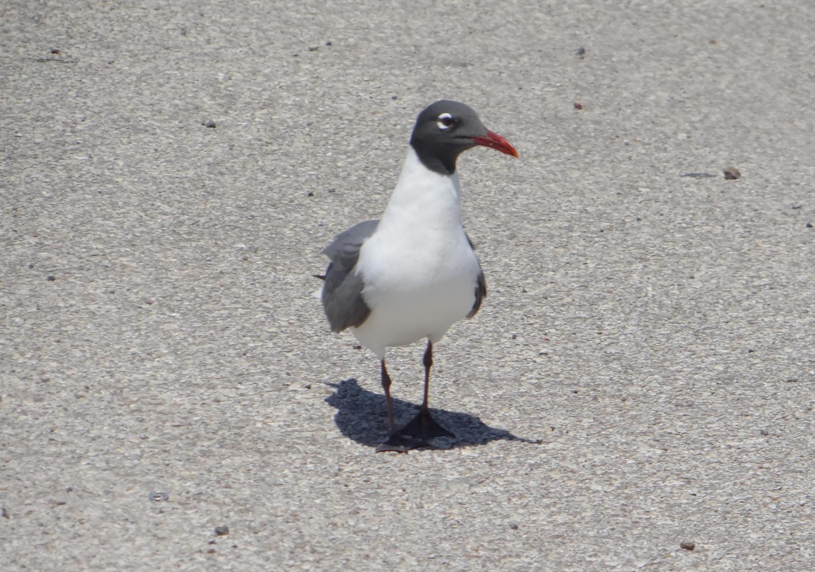 Laughing Gull Photo by Jeff Hardy