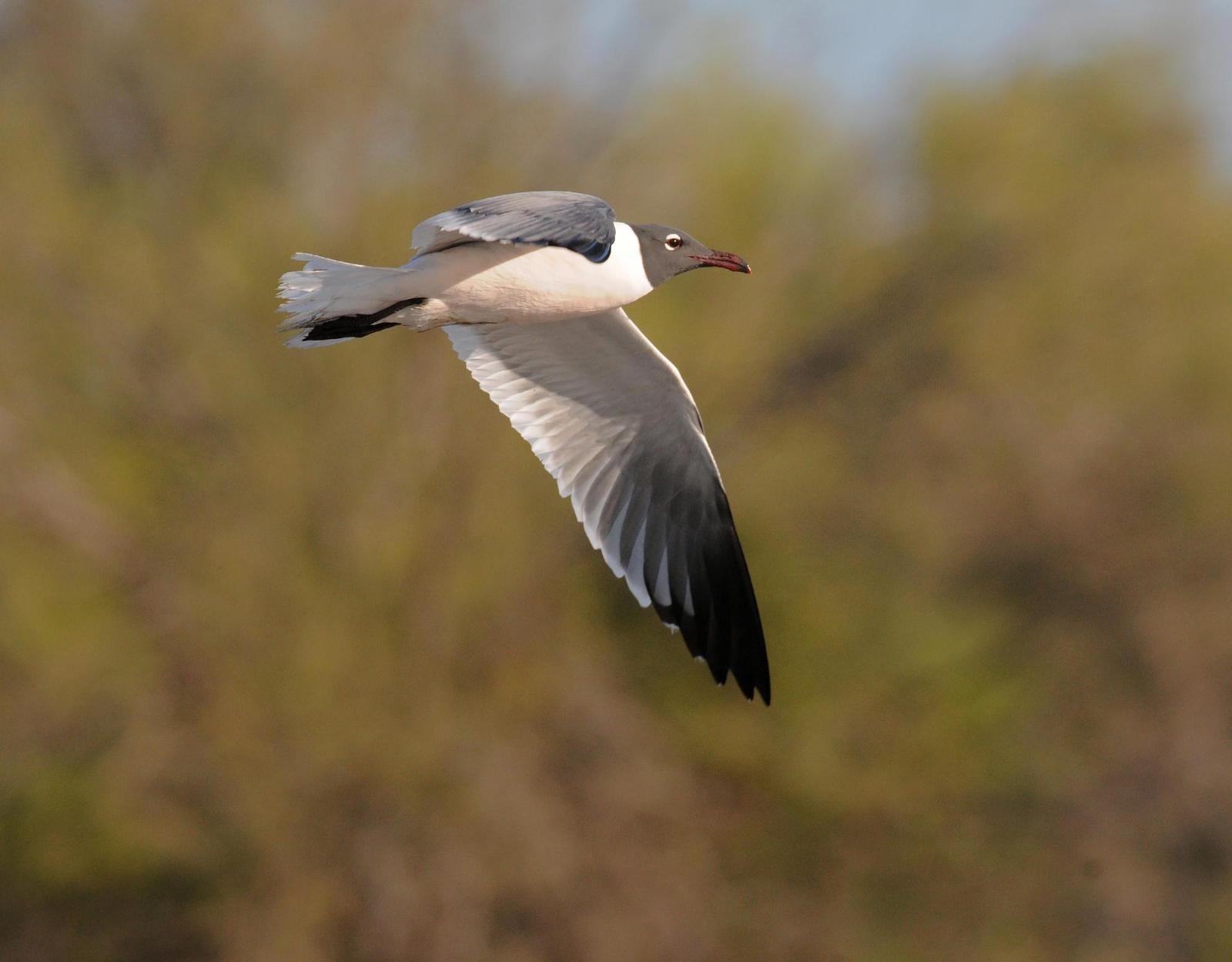 Laughing Gull Photo by Steven Mlodinow