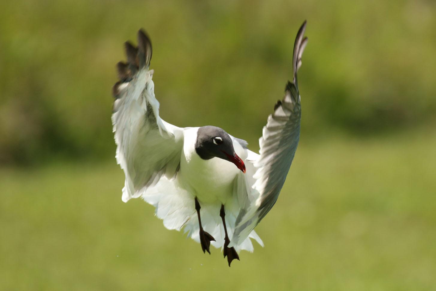 Laughing Gull Photo by Kristy Baker