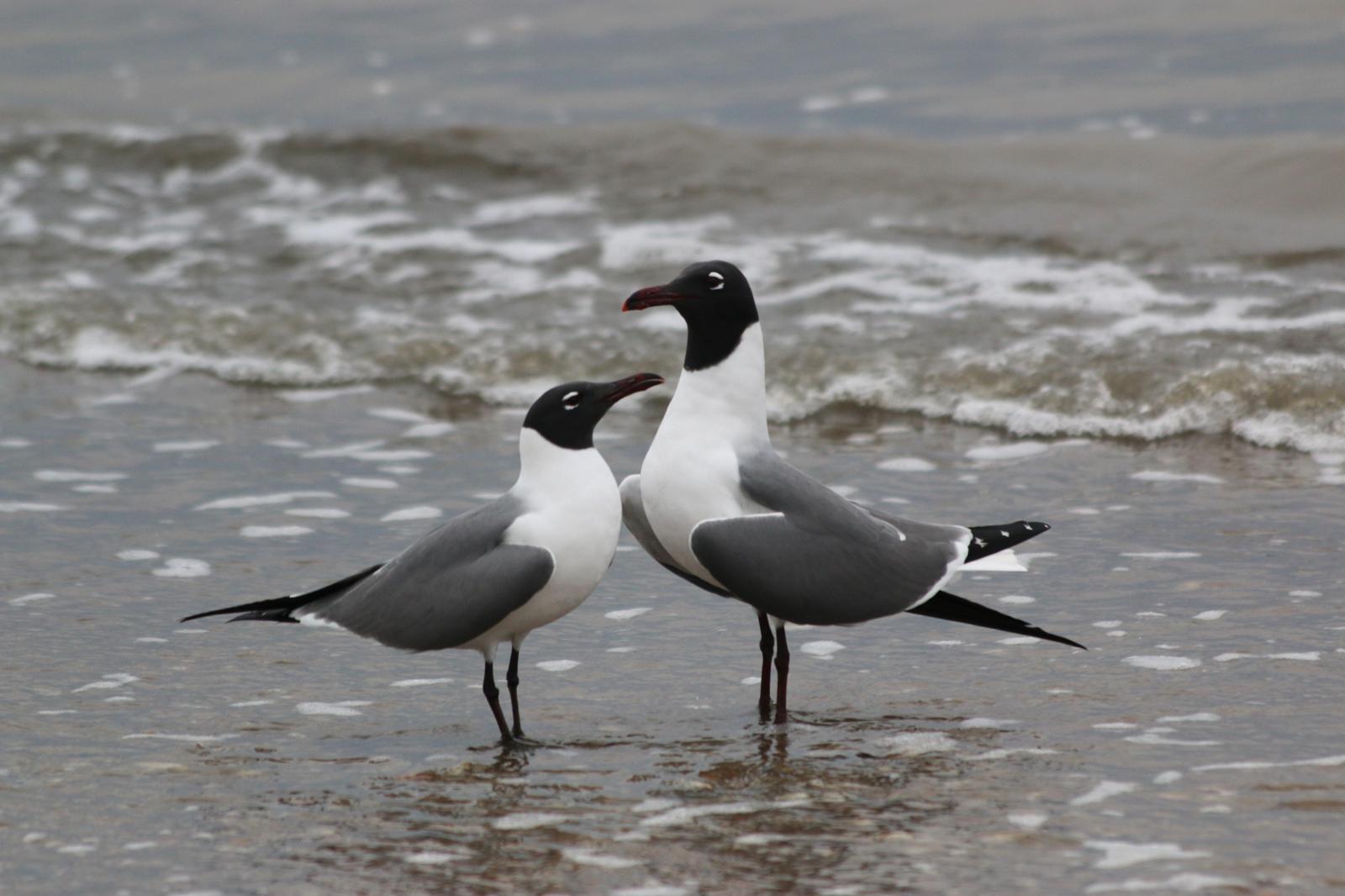 Laughing Gull Photo by Peter Bergeson