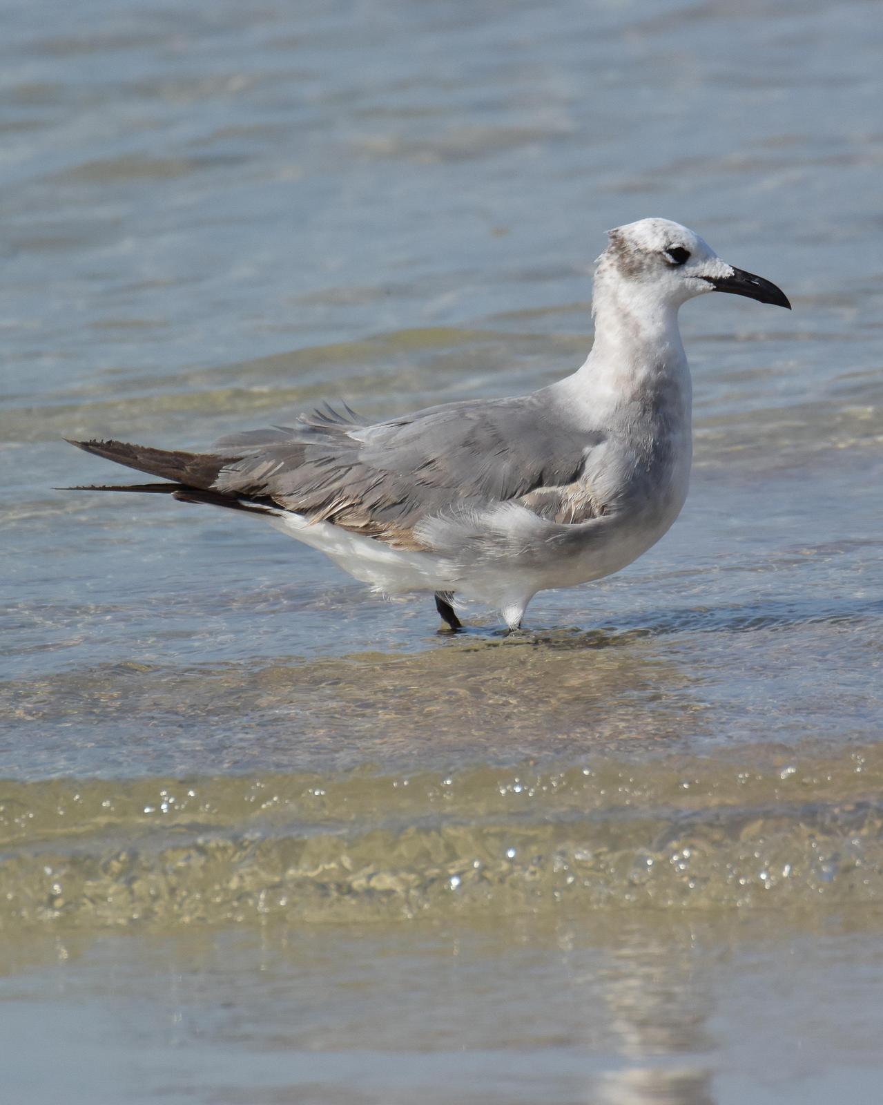 Laughing Gull Photo by Emily Percival
