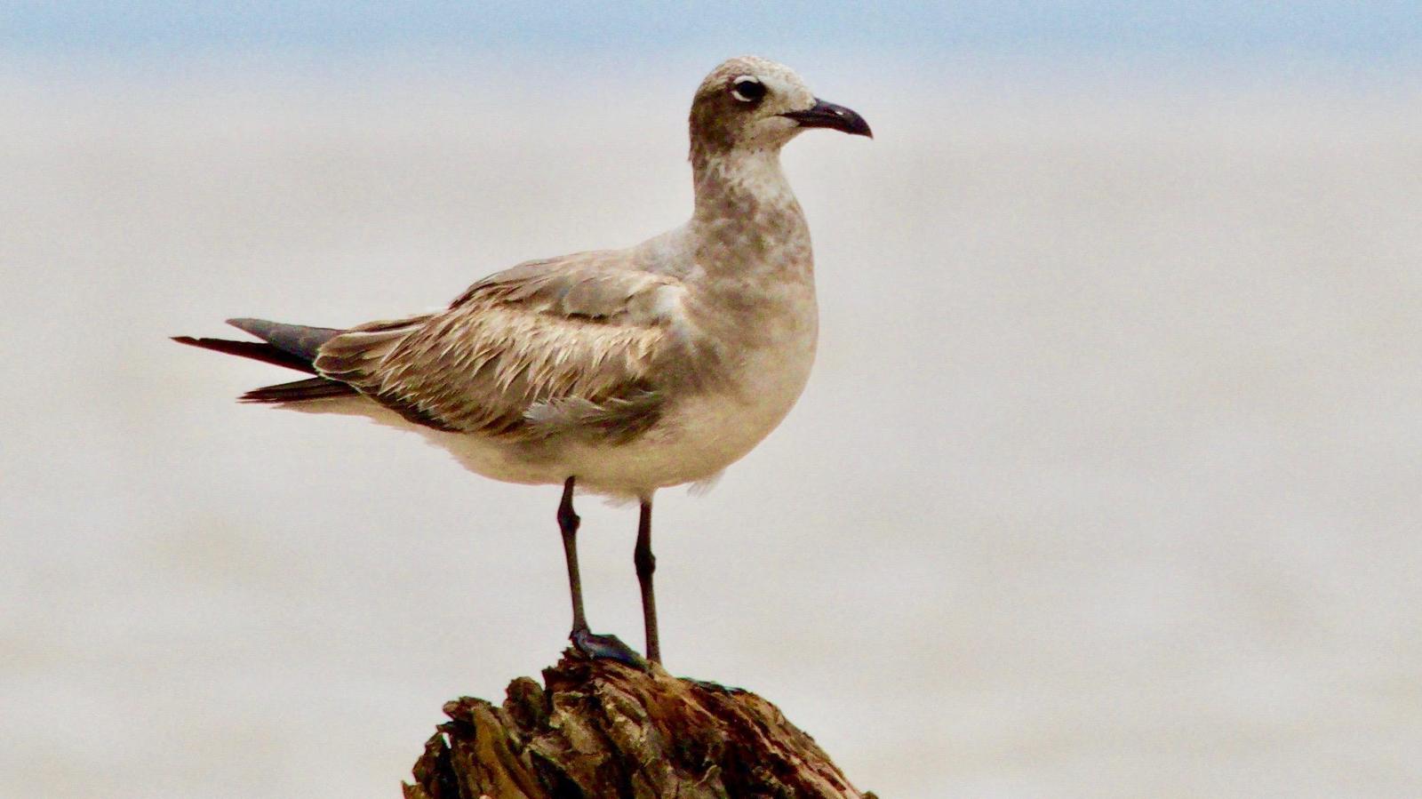 Laughing Gull Photo by Susan Leverton