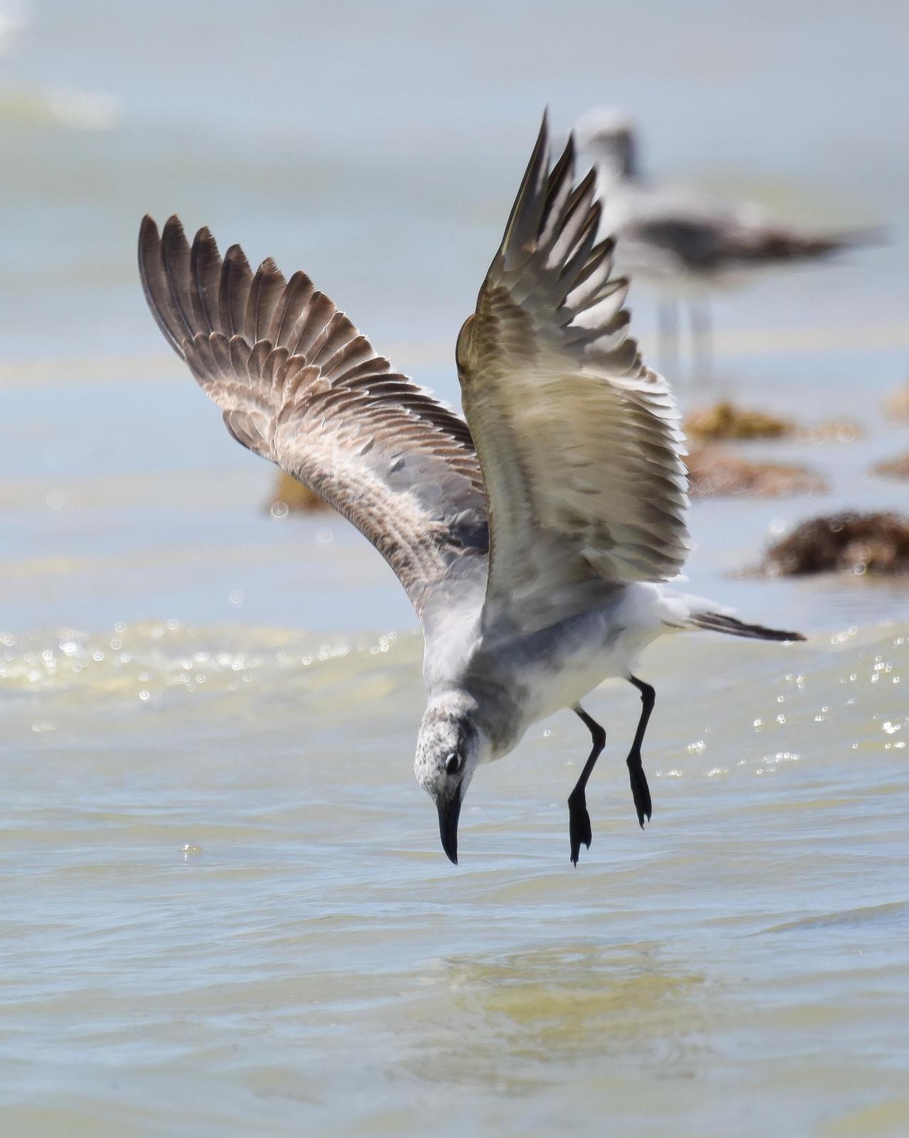 Laughing Gull Photo by Steve Percival