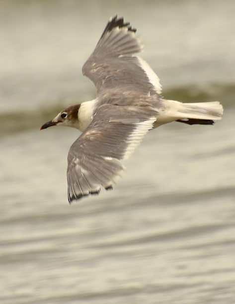 Franklin's Gull Photo by Andrew Pittman