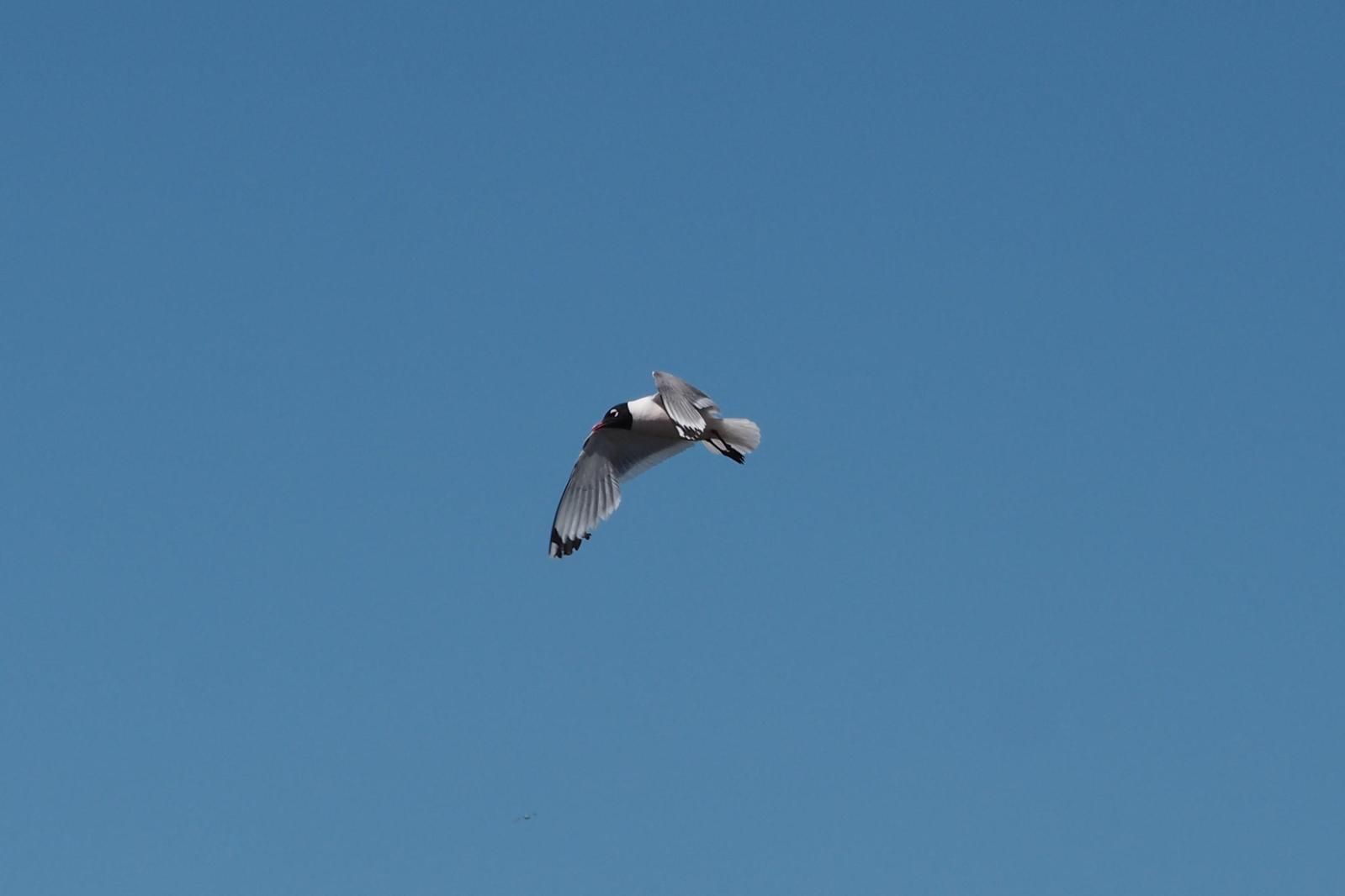 Franklin's Gull Photo by Colin Hill