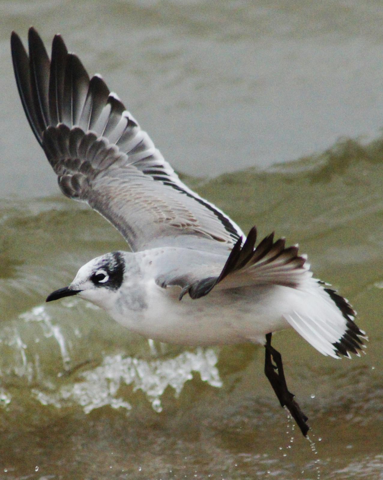 Franklin's Gull Photo by Nathan DeBruine