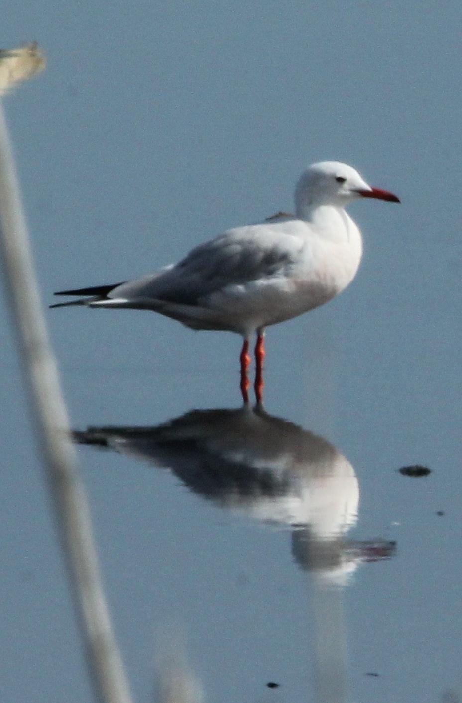 Audouin's Gull Photo by Lee Harding