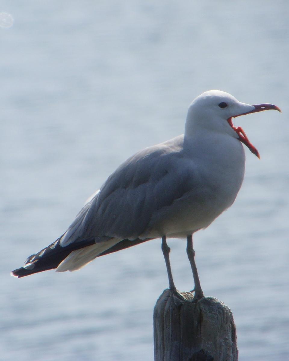 Audouin's Gull Photo by Chris Lansdell
