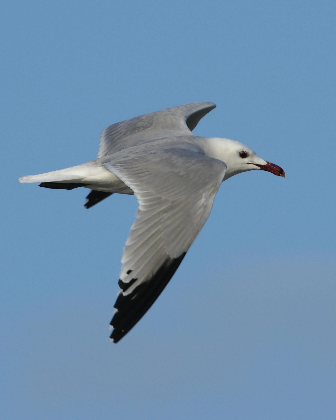 Audouin's Gull Photo by Steve Percival