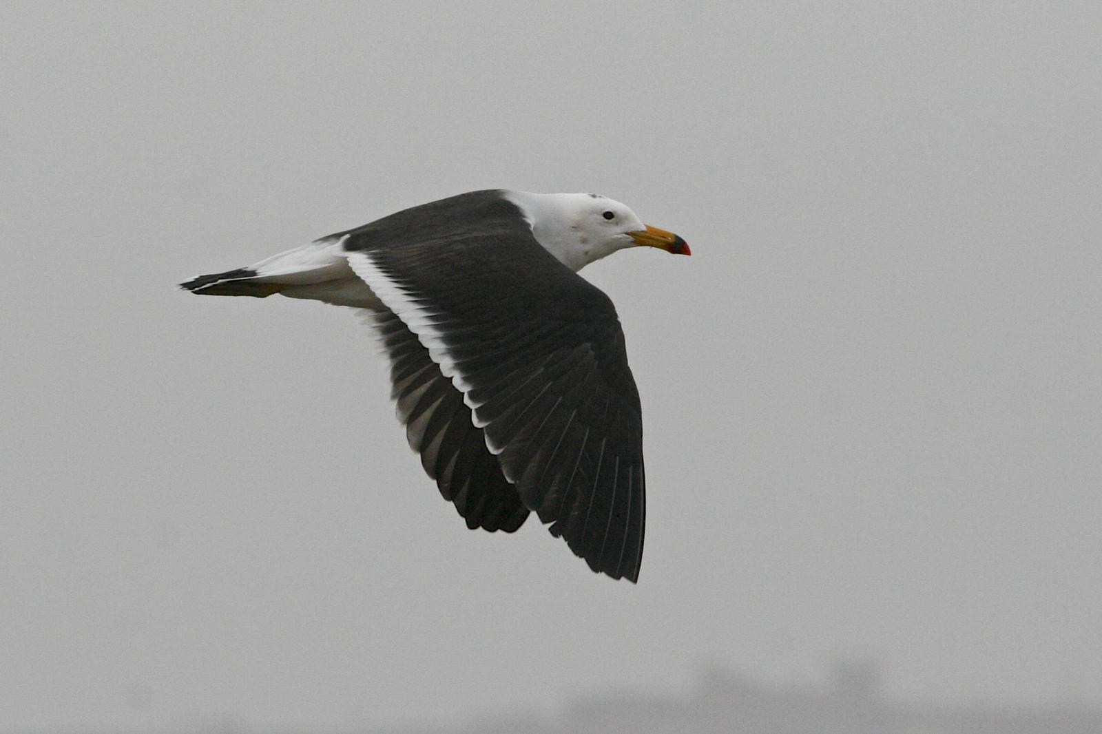 Belcher's Gull Photo by Oscar Johnson