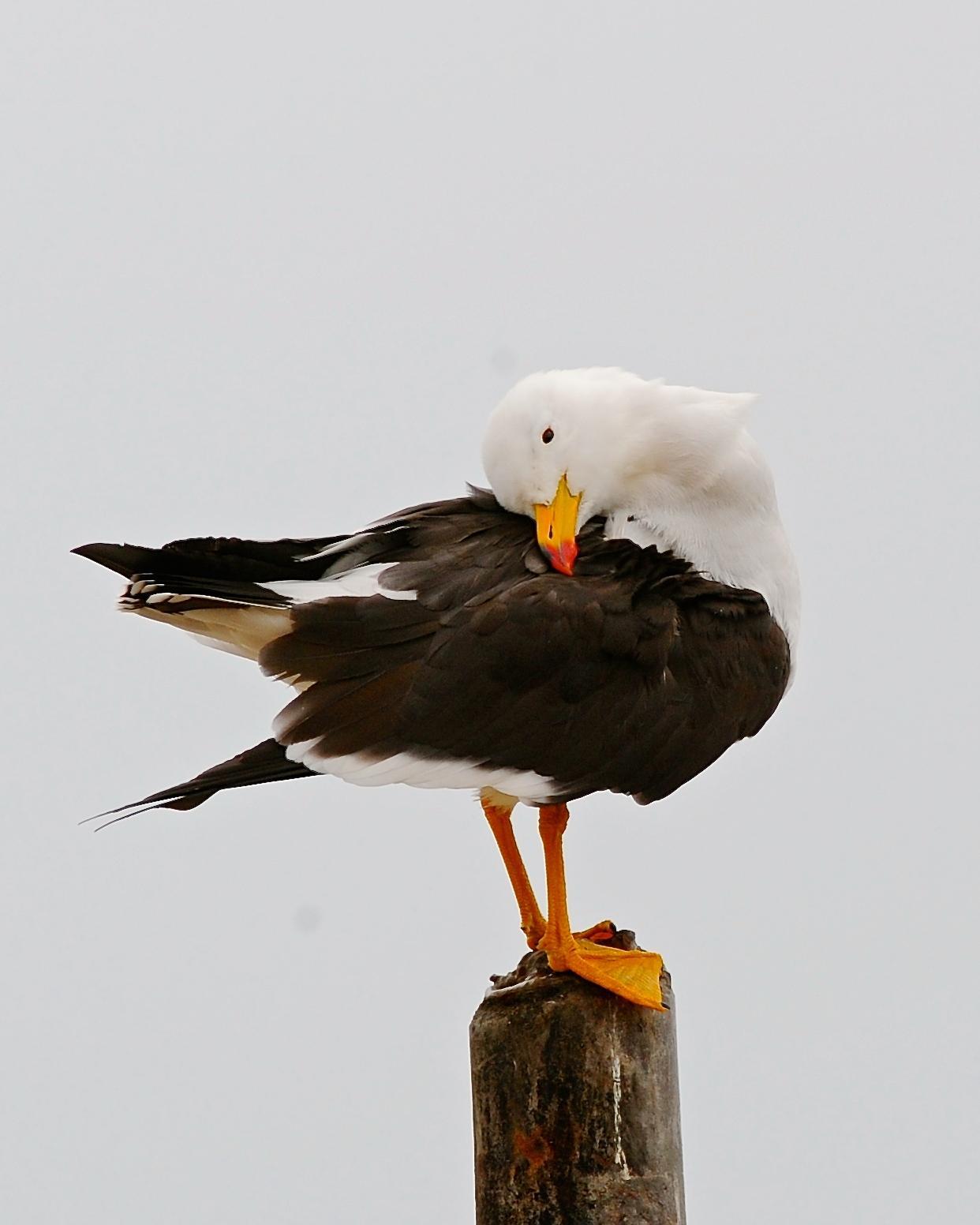 Belcher's Gull Photo by Gerald Friesen