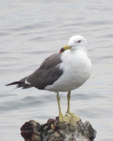 Black-tailed Gull Photo by Robin Barker