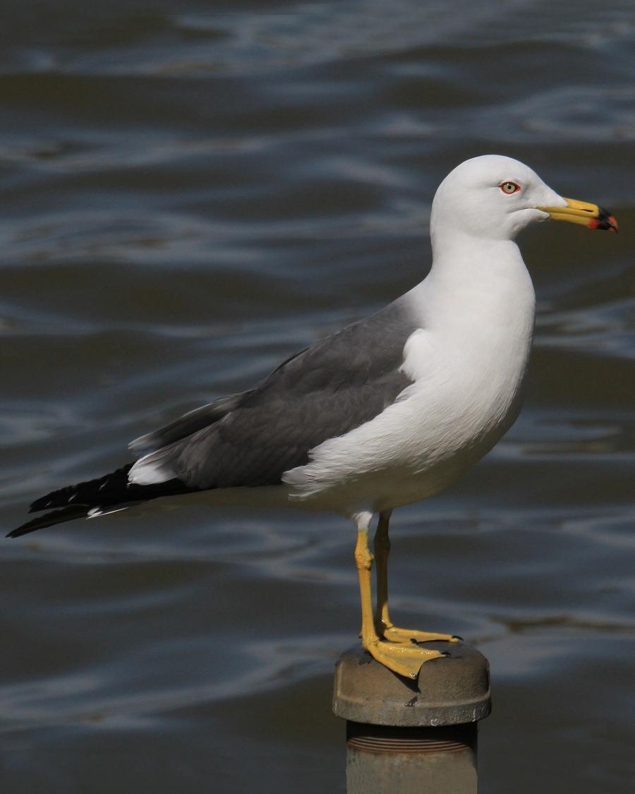 Black-tailed Gull Photo by Monte Taylor