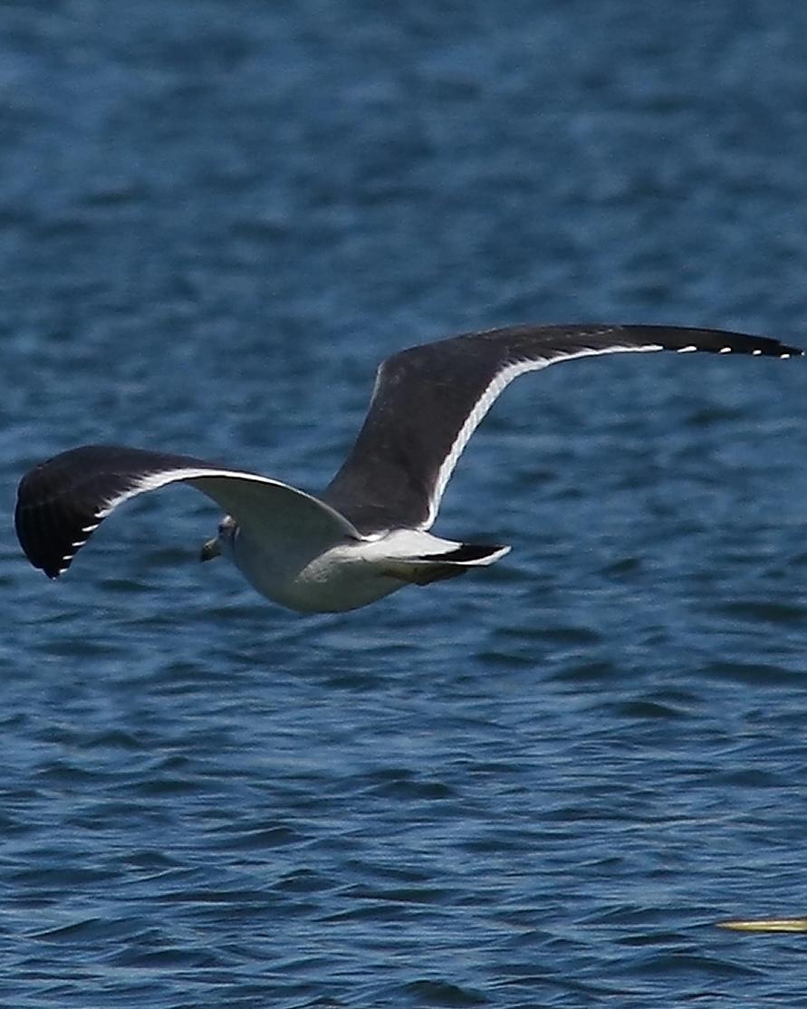 Black-tailed Gull Photo by Monte Taylor